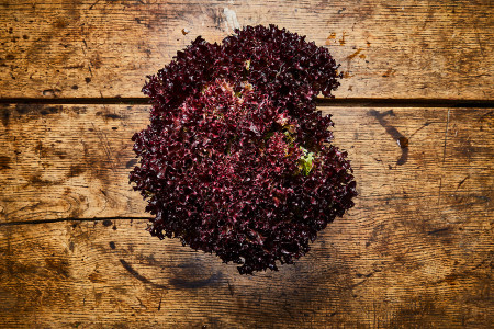Lollo Rosso