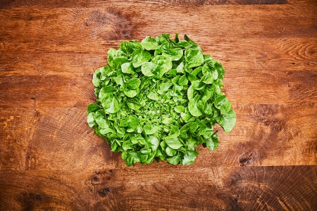 Eichblattsalat grün