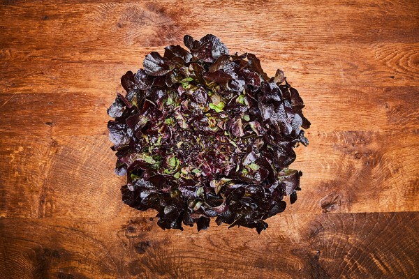 Eichblattsalat rot