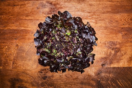 Eichblattsalat rot